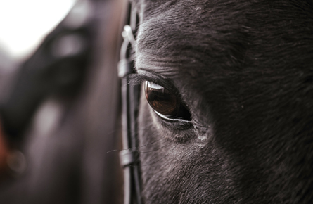horse eye image